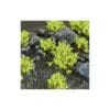 GREEN SHRUBS