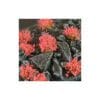 RED FLOWERS