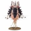 SPOROCYST ET MUCOLID SPORE – Image 4