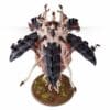 SPOROCYST ET MUCOLID SPORE – Image 2